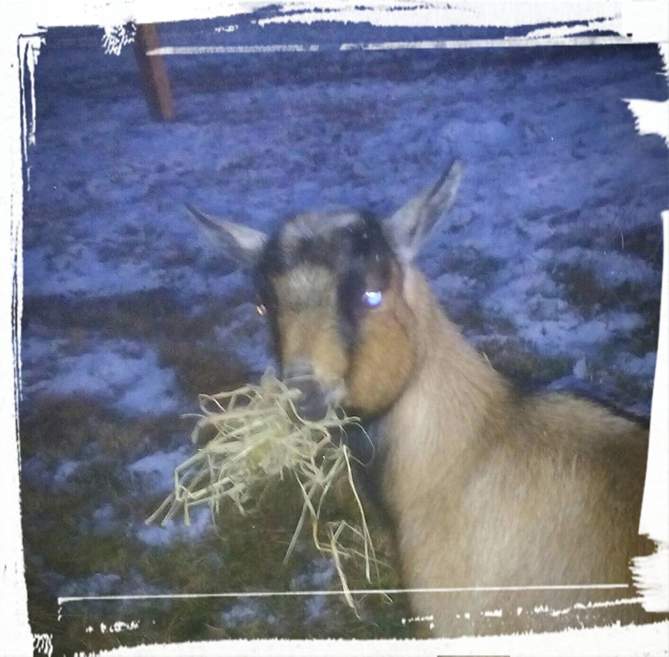 12308631_10156303500945088_2285699019314258010_n